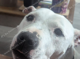 Krypto the white staffie looking for a new forever home