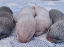 Standard ferret hobs