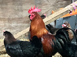 Copper marran breeding pair
