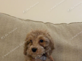 Darla