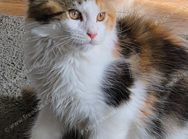 Beautiful Mainecoons kittens
