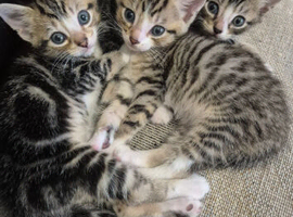Kittens