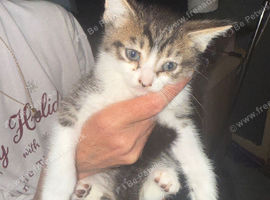 Kitten for sale