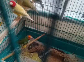 Gouldian finches for sale