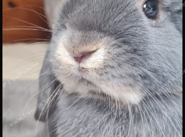 Blue otter mini lop