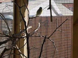 FOR SALE &ndash; SISKINS