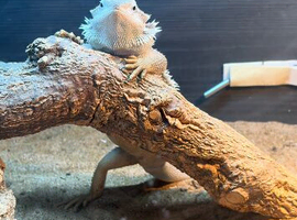 Bearded dragon female