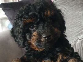 Beautiful small  F1b  Merle cockapoo SOLD
