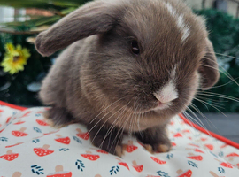 Chocolate vm mini lop