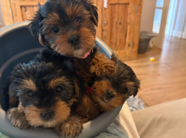 All pups now rehomed