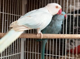 Proven breeding pair Ringneck parrots