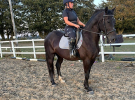 Super Welsh D gelding