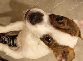 Dashound X jack Russell