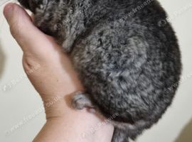 Ebony Male Chinchilla Kit for reservation