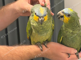 Handreard baby orange -winged Amazon for sale or px