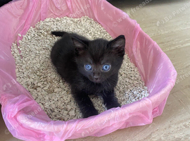 Beautiful black kittens