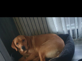 fox red lab