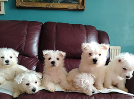 Beautiful West Highland terrier