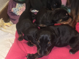 Doberman puppies