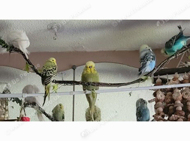 Pair of budgies
