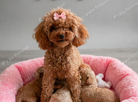 Tiny Asian toy poodle puppies