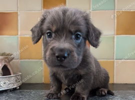 Beautiful puppies available