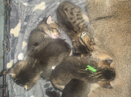 Kittens