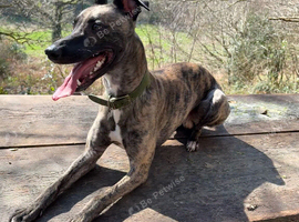 2 and a half year old brindle whippet x greyhound (more whippet)