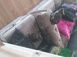 Russian  blue x