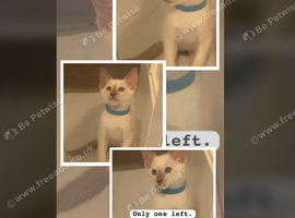 Full Siamese 1boy left