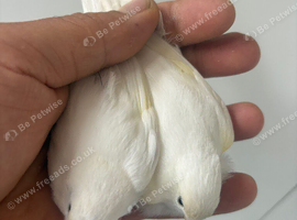 Canary
