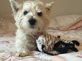 WANTED - Female Maltipoo or Westie