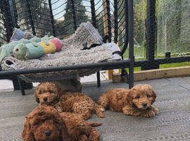 Cockapoo puppies