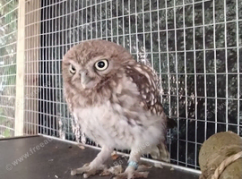 Friendly little owl