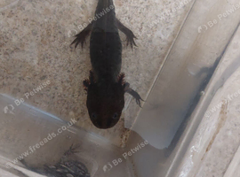 Axolotl for sale