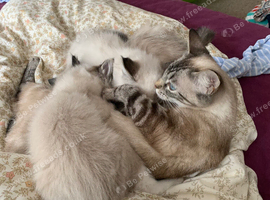 Three lovely Ragdoll X boys ready