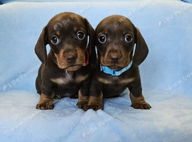 Gorgeous true mini BOYS