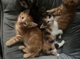 Kittens