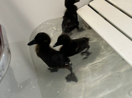 *RESERVE* Cayuga cross ducklings