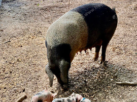Saddleback &times; Pietrain Weaners for Sale &mdash; &pound;75 Each