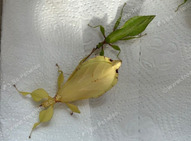 Adult pair of yellow Leaf insects (Phyllium letiranti "Tataba") - Rare colour