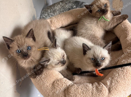 Male kittens ready to leave this week