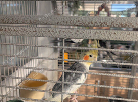 3x grey cockatiels and large cage for sale