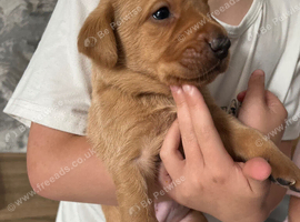 Labrador puppies