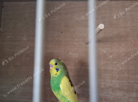 Baby budgies