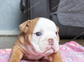 English bulldog