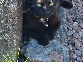 Black female cat
