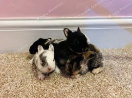 5 English Lop X Netherland Dwarf Babies