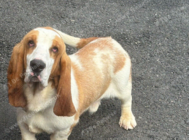 Basset hound stud