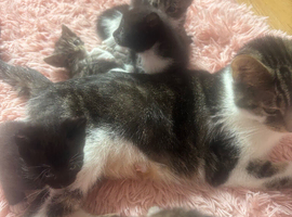 6 playful kittens for sale